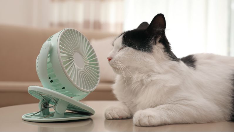 Eine Katze sitzt vor einem kühlenden Ventilator.
